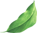 Paribhasha%20Exports